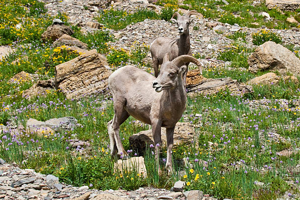 Pair of Young Bighorn Rams The Bighorn Sheep (Ovis canadensis) is a North American sheep named for its large curled horns. An adult ram can weigh up to 300 lb and the horns alone can weigh up to 30 lb. This pair of young bighorn rams were photographed at the Haystack Saddle on the Highline Trail in Glacier National Park, Montana, USA. jeff goulden bighorn sheep stock pictures, royalty-free photos & images
