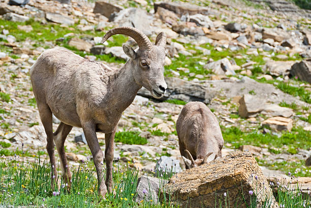 Pair of Young Bighorn Sheep The Bighorn Sheep (Ovis canadensis) is a North American sheep named for its large curled horns. An adult ram can weigh up to 300 lb and the horns alone can weigh up to 30 lb. This pair of young bighorns was photographed at the Haystack Saddle on the Highline Trail in Glacier National Park, Montana, USA. jeff goulden bighorn sheep stock pictures, royalty-free photos & images