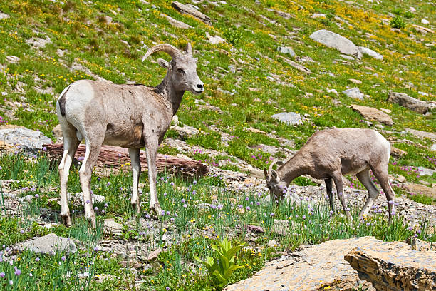 Pair of Young Bighorn Sheep The Bighorn Sheep (Ovis canadensis) is a North American sheep named for its large curled horns. An adult ram can weigh up to 300 lb and the horns alone can weigh up to 30 lb. This pair of young bighorns were photographed at the Haystack Saddle on the Highline Trail in Glacier National Park, Montana, USA. jeff goulden bighorn sheep stock pictures, royalty-free photos & images