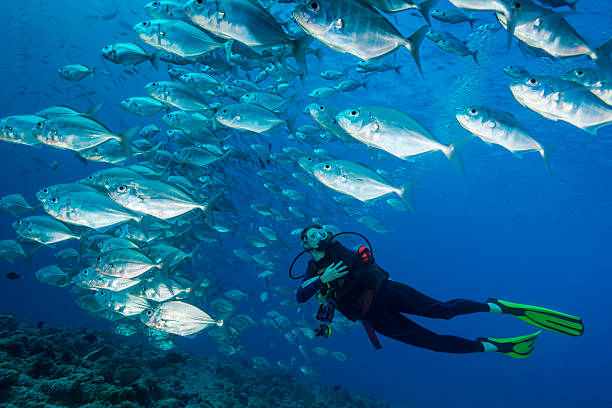 Palau - Micronesia Female scuba diver swimming among a big school of jack fishes. The Republic of Palau and their islands are a unique destination for dive lovers with pristine reefs and abundant marine underwater life.  babeldaob island stock pictures, royalty-free photos & images