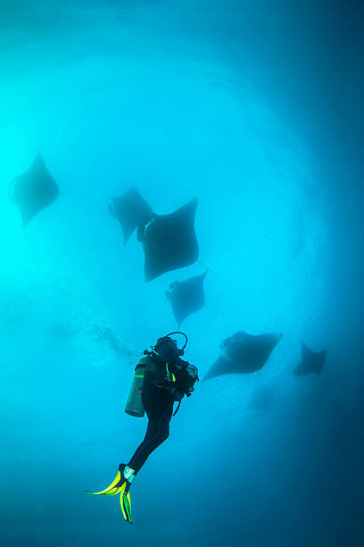 Palau - Micronesia Female scuba diver encounter with a school of Manta Rays in German Channel. The Republic of Palau and their islands are a unique destination for dive lovers with pristine reefs and abundant marine underwater life. babeldaob island stock pictures, royalty-free photos & images