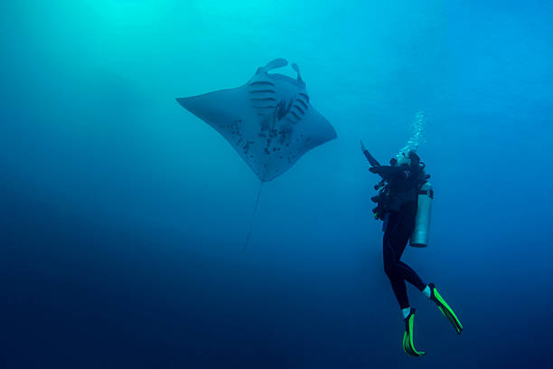 Palau - Micronesia Female scuba diver encounter with a Manta Ray in German Channel. The Republic of Palau and their islands are a unique destination for dive lovers with pristine reefs and abundant marine underwater life. manta ray stock pictures, royalty-free photos & images