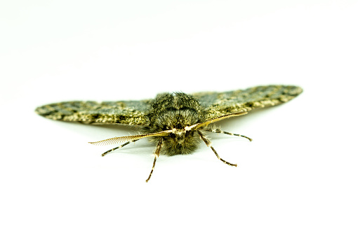 male animal insect Lepidoptera Geometridae.