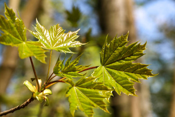 Pale green fresh maple leaves in spring stock photo