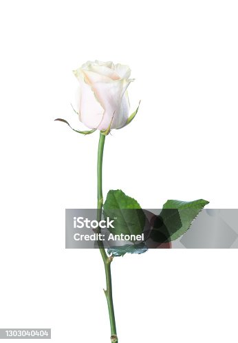 istock Pale light pink Rose with green leaf isolated on white background. 1303040404