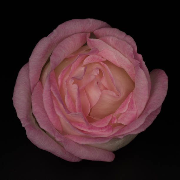 Pale pink rose flower isolated on the black background stock photo