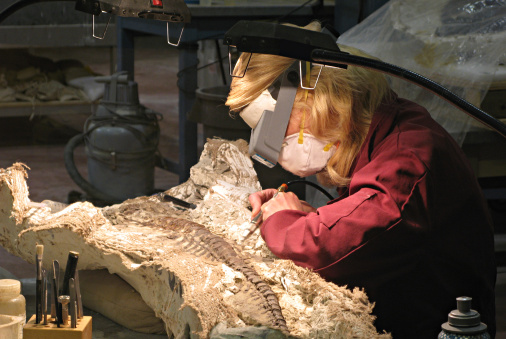 paleontologist working on a dinosaur fossil