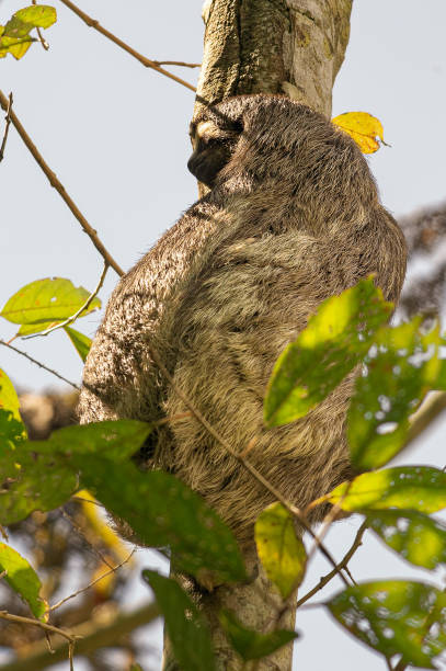 Pale-throated Three-Toed Sloth, (Bradypus tridactylus), resting in rainforest tree. stock photo