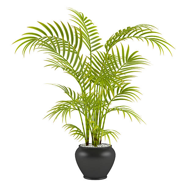 palm in the pot palm in the pot at the white background potted plant stock pictures, royalty-free photos & images