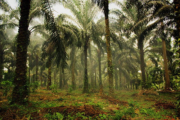 palm jungle - cameroon stok fotoğraflar ve resimler