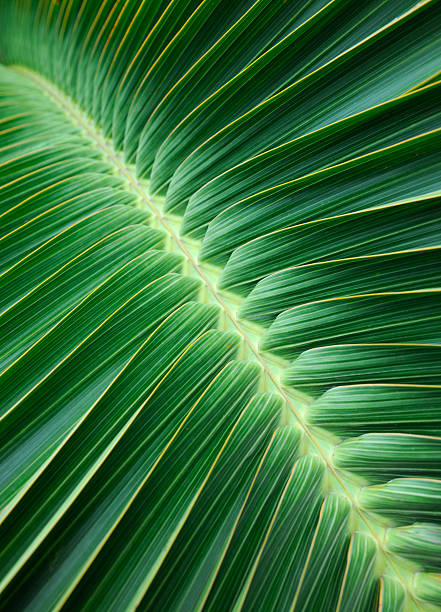 Palm Leaf Background (XXXL)  symmetry stock pictures, royalty-free photos & images