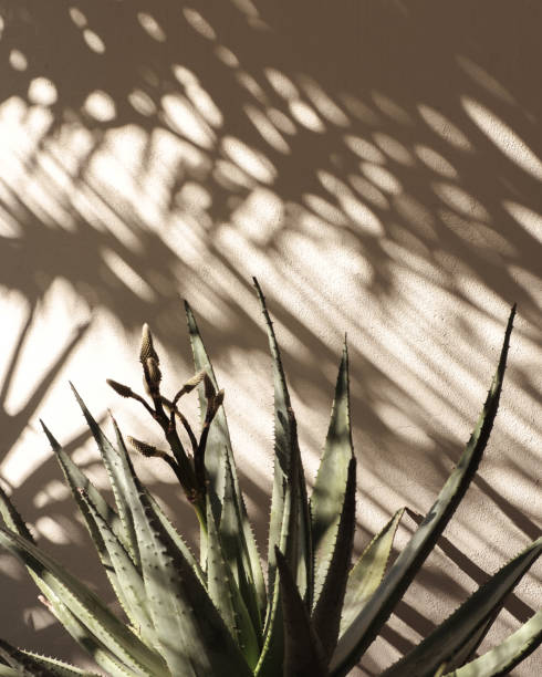 Palm leaf beautiful shadows on the wall. Creative, minimal, styled concept for bloggers. Palm leaf beautiful shadows on the wall. Creative, minimal, styled concept for bloggers. cactus photos stock pictures, royalty-free photos & images