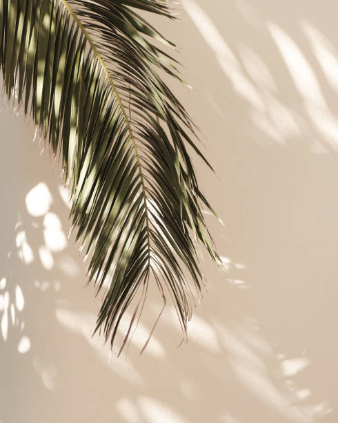 Palm leaf beautiful shadows on the wall. Creative, minimal, styled concept for bloggers. Palm leaf beautiful shadows on the wall. Creative, minimal, styled concept for bloggers. boho photos stock pictures, royalty-free photos & images