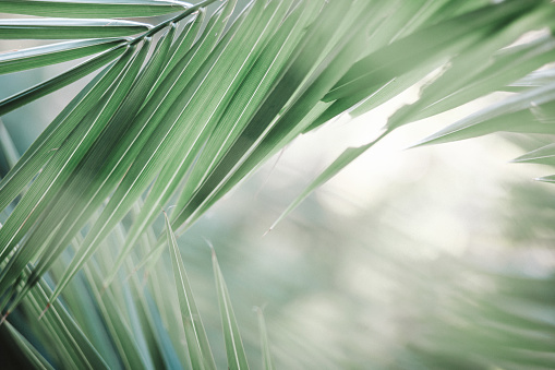 Palm leaf close-up green background