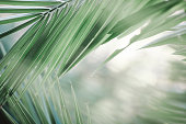 istock Palm leaf close-up 1366381343