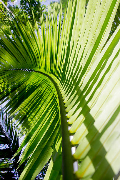 Palm Leaf stock photo