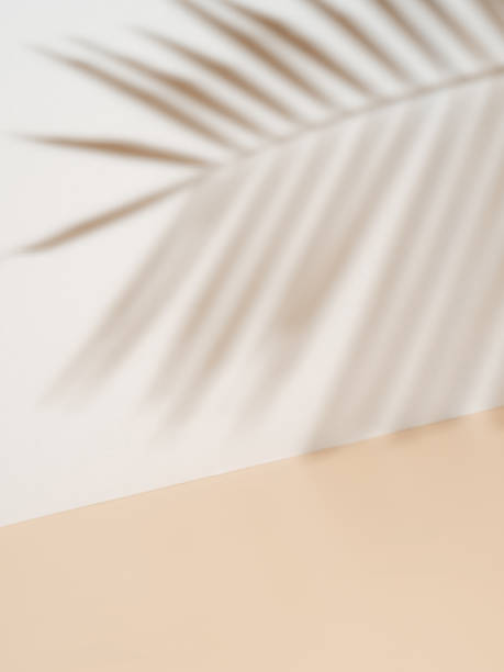 하얀 벽에 손바닥 잎 그림자, 크림 파스텔 바닥 - 베이지 뉴스 사진 이미지