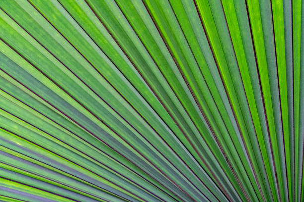 Palm leaf texture stock photo