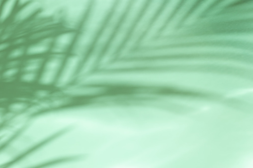 Palm leaves on a green background or surface with shadow and sunlight. Stylish banner