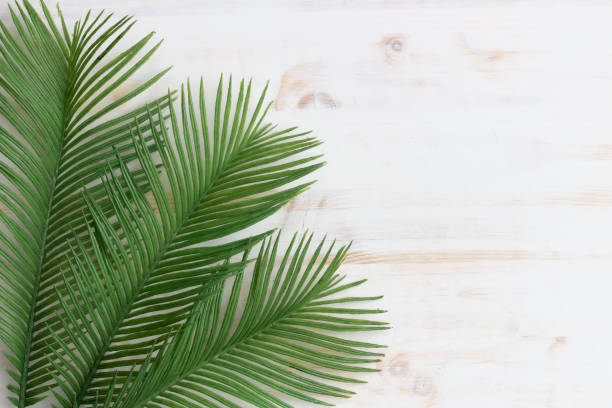 palm leaves on white wood background stock photo