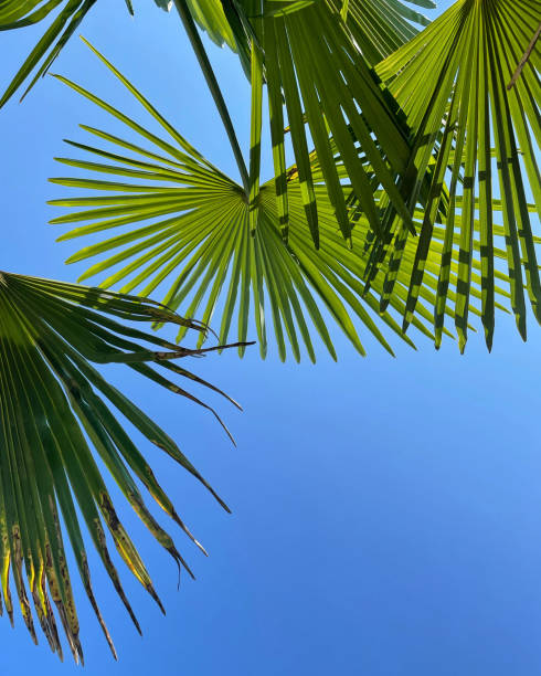 Palm leaves stock photo