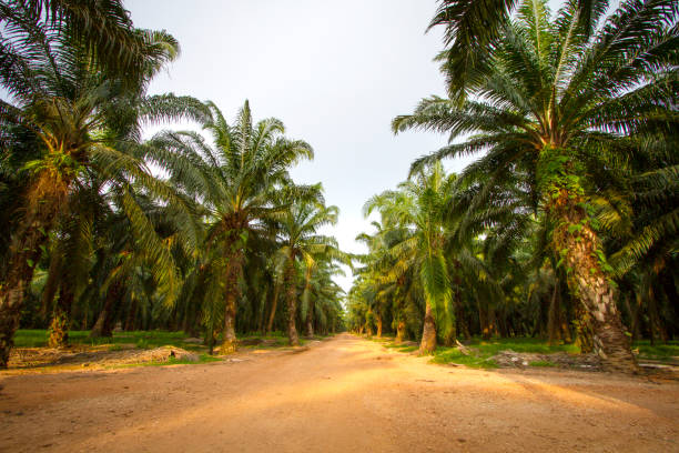 Palm oil plantation landscape. stock photo