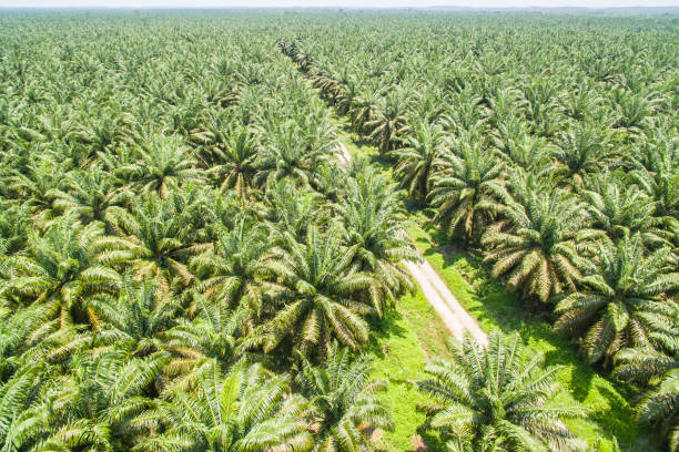 palm oil plantation stock photo
