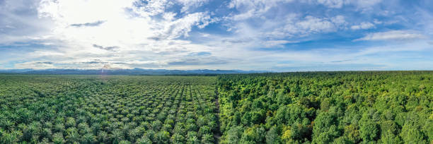 palm oil plantation stock photo
