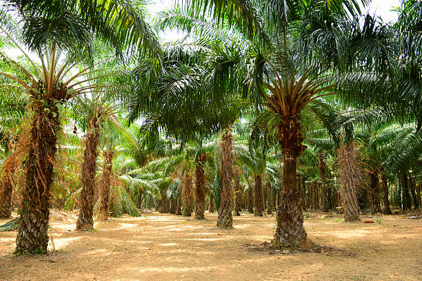 Palm Oil Plantation stock photo