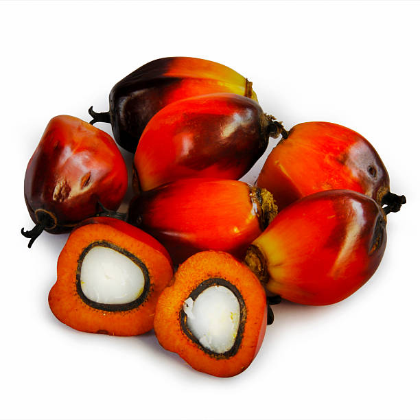 Oil Palm Seed Stock Photos Pictures Royalty Free Images Oil Palm Seed Stock Photos Pictures Royalty Free Images