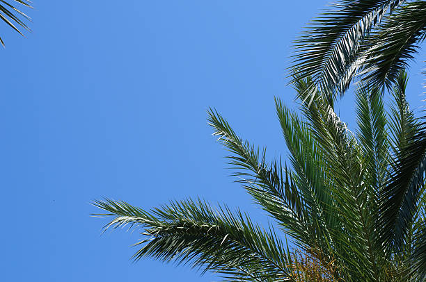 palm stock photo
