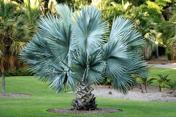 Palm Sabal minor in City Botanic Gardens in Brisbane, Queensland Australia stock photo