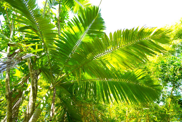 Palm tree and tropical vegetation stock photo