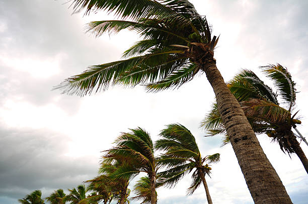 pohon palem di badai - angin potret stok, foto, & gambar bebas royalti