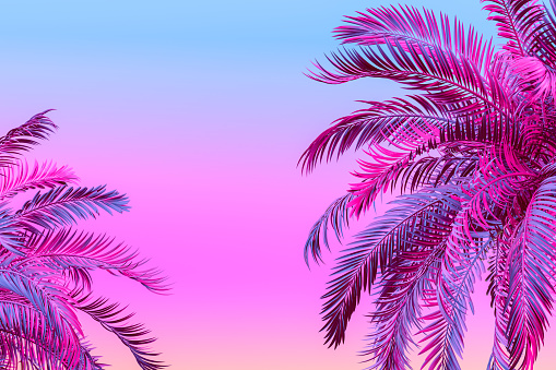 3d rendering of Tropical Palm Tree Color Gradient, Multi Colored Minimal Summer Concept.