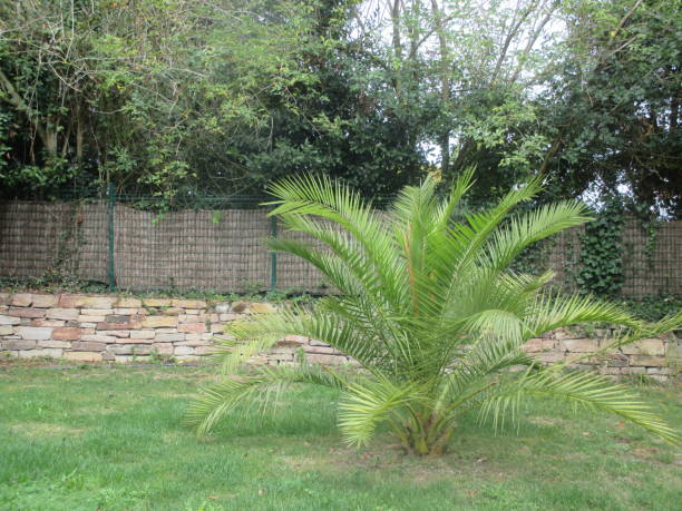 Palm tree  Garden of the closed house  Bretagne Finistère stock photo