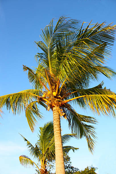 Palm tree in Ang Thong National Marine Park, Thailand stock photo
