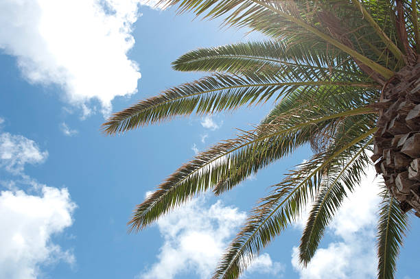Palm tree in Bermuda stock photo