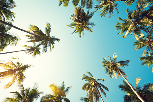 Tropical palm trees on Zanzibar island. View from below.
