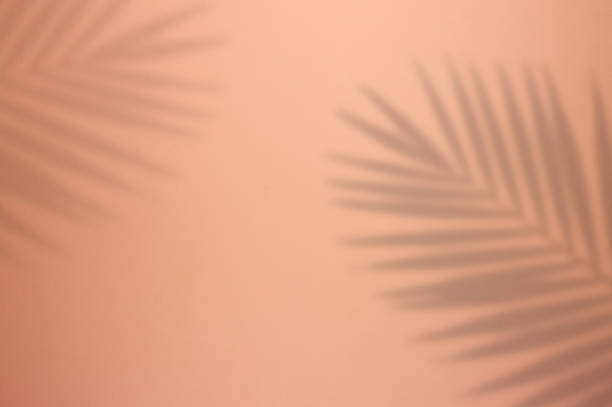 Ombra foglia palma su sfondo rosa