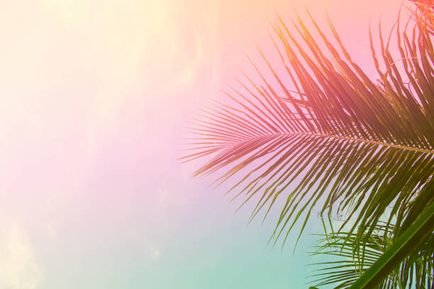 Palm tree leaves on sky background. Palm leaf over sky. Pink and yellow toned photo. stock photo