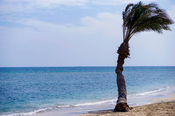 Palm tree on a background of the sea. stock photo