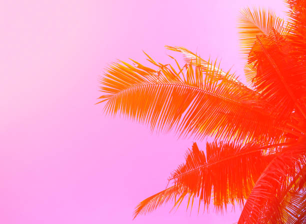Palm tree on sky background. Palm leaf ornament. Pink and orange toned photo. stock photo
