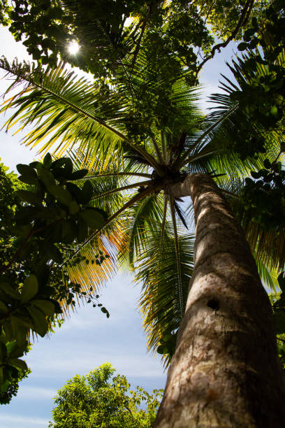 Palm Tree stock photo