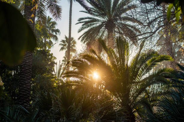 palm tree - marrakech desert imagens e fotografias de stock