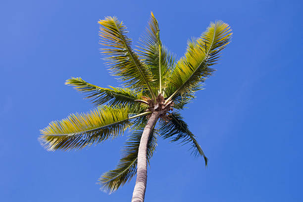 Palm Tree stock photo