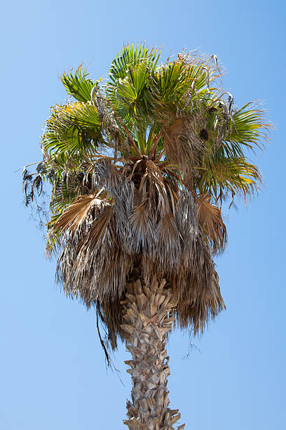 Palm tree stock photo