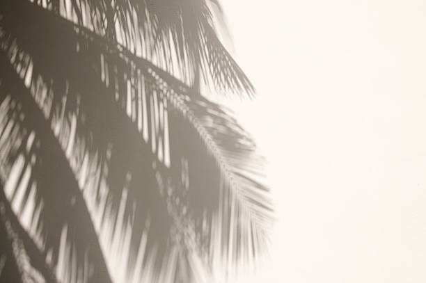 Palm Tree Shadows on White Wall stock photo