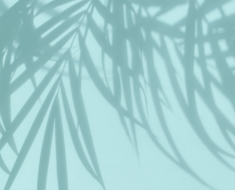 blurred palm tree shadow on abstract blue color background