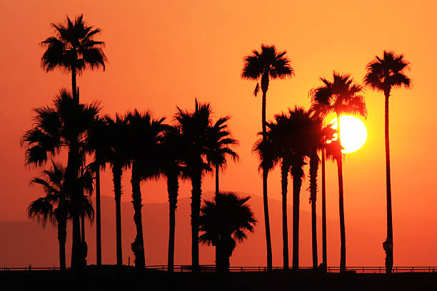 Palm Tree Silhouette stock photo